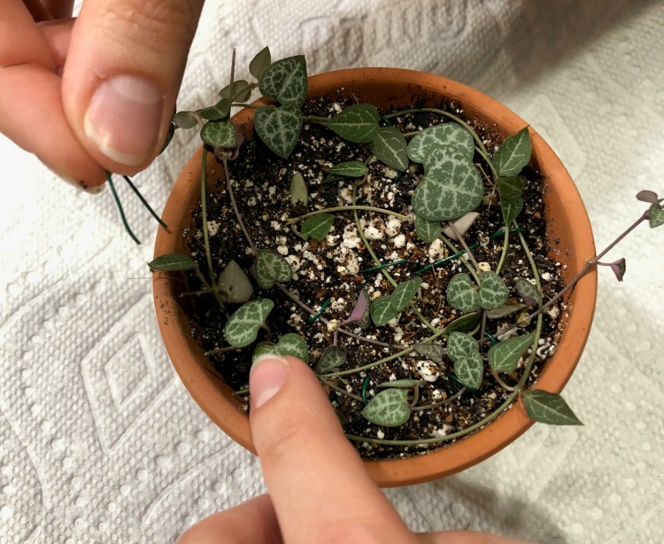 String of hearts stem cuttings pinned to soil