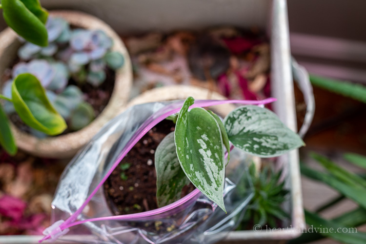 Silver pothos cutting