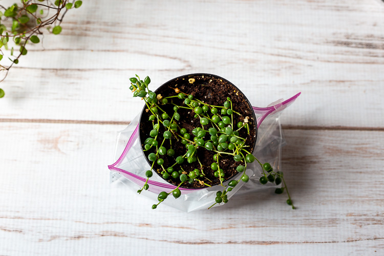 String of Pearls in baggie