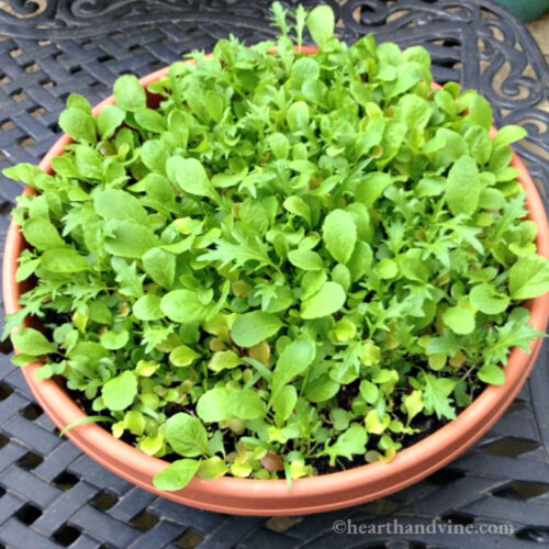 Salad bowl lettuce in a container.