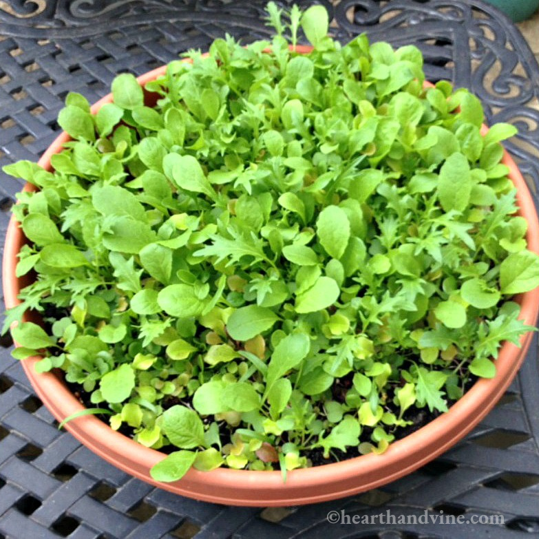 Salad bowl lettuce in a container.