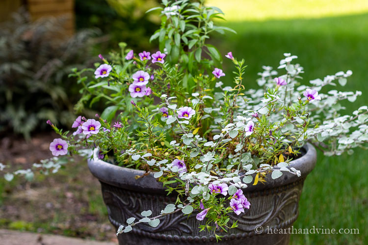 Lavender million bells and licorice plant in a large flower pot.