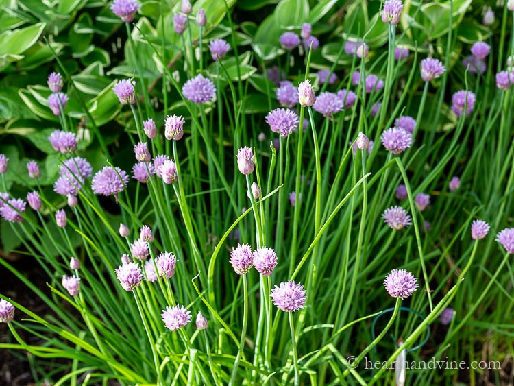 Chives growing in the garden