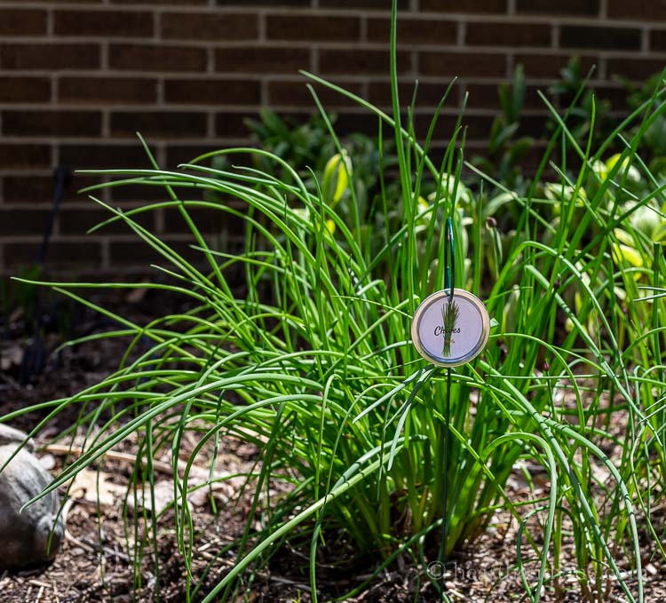 Chive plant marker in garden bed