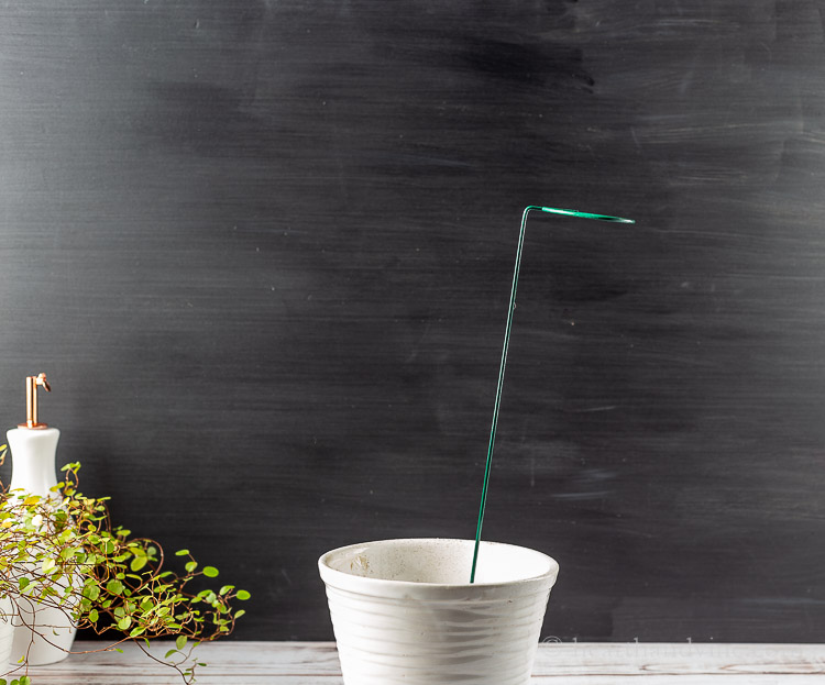 Plant stake in a white pot.