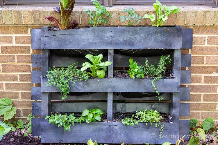 Painted, lined wood pallet with herbs and vegetable planted and set against wall of house.