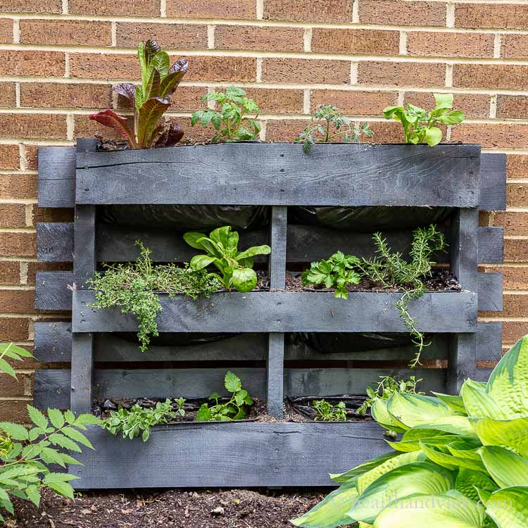 Gray painted pallet with herbs and vegetables planted.