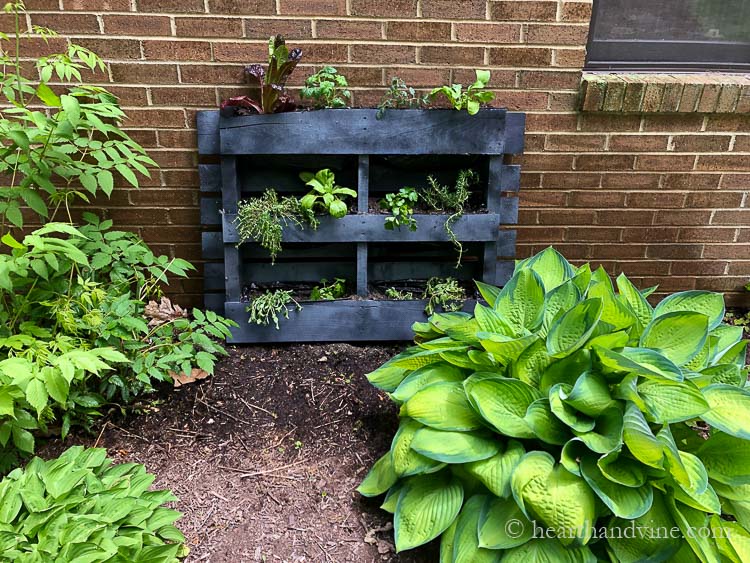 Pallet garden on wall next to window