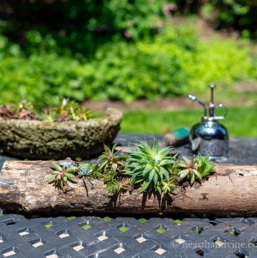 Succulent log planter on outdoor table with plant mister and old hypertufa