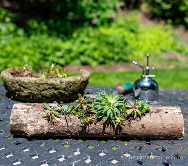 Succulent log planter on outdoor table with plant mister and old hypertufa