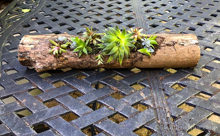 Planted succulent log planter