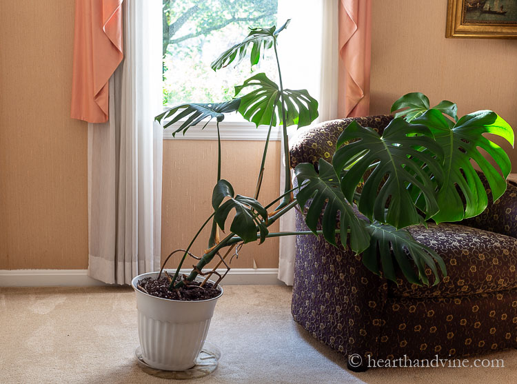 Monstera plant falling over from the weight.