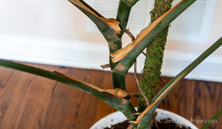 Close up of aerial roots of a Monstera close to the moss pole.