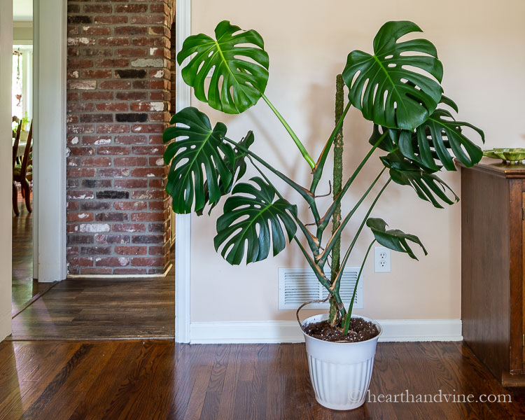 Monstera plant in family room with new moss pole offering support.