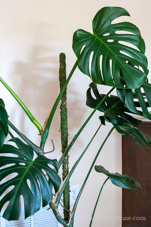 Monstera deliciosa with a handmade moss pole in the center of the pot.