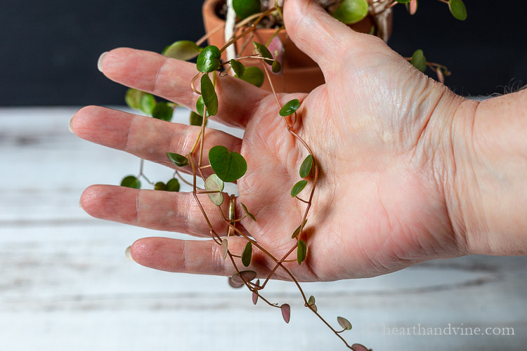Stems of Peperomia Ruby Cascade on a hand.
