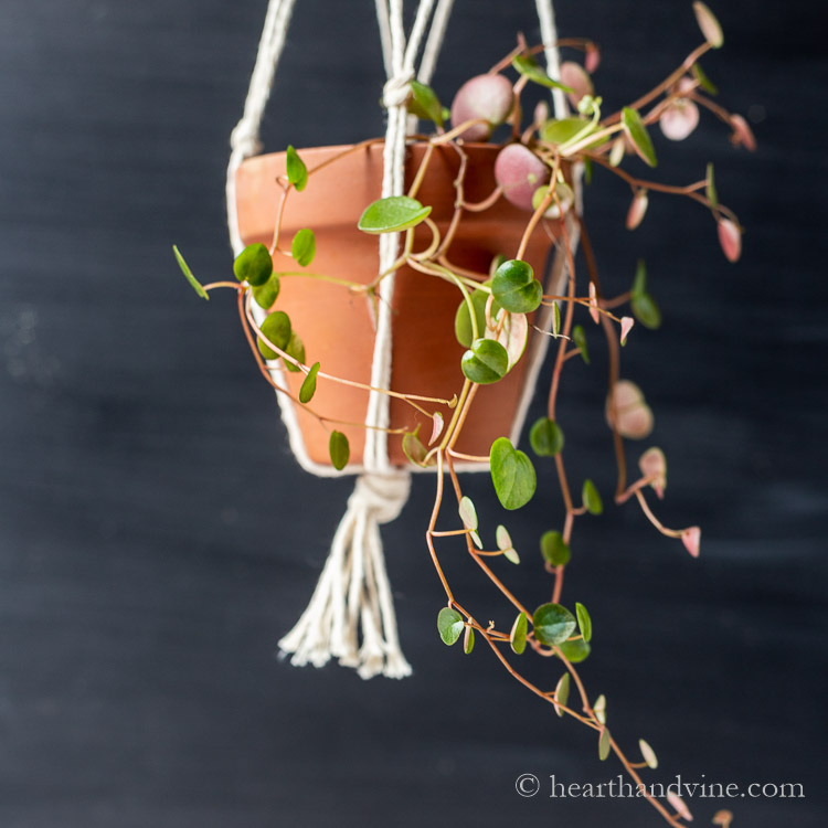 Hanging ruby cascade in a clay pot.
