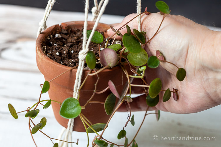 A close up image of a hand holding a Peperomia Ruby Cascade plant in a terra cotta pot.