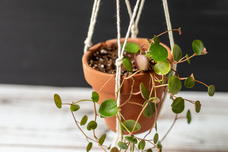A close up image of a Peperomia Ruby Cascade plant in a terra cotta pot.