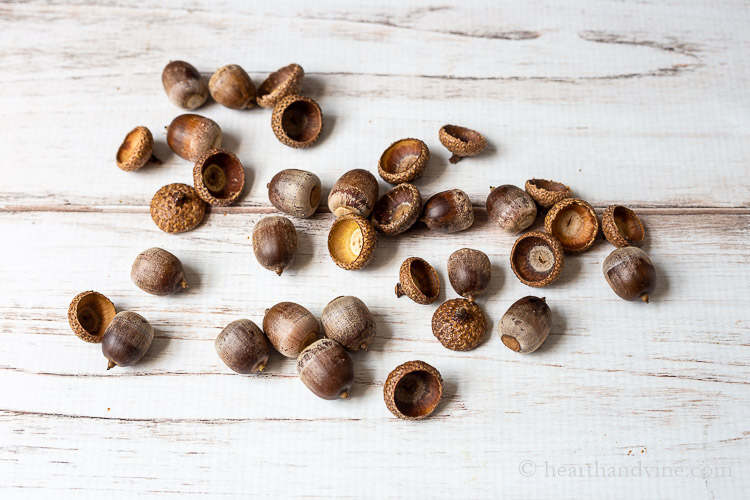Several acorn nuts separated from their caps on a table.