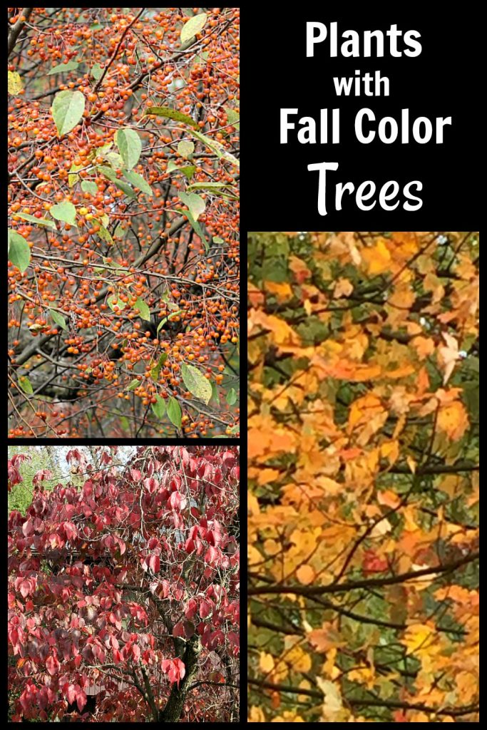 Collage of trees with fall color. Maple, crabapple and dogwood.