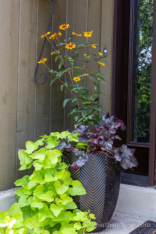 Oxeye sunflowers, black heuchera, and green sweet potato vine in a tall black cereamic pot.