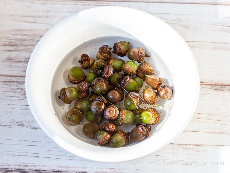 Bowl of acorns in water.