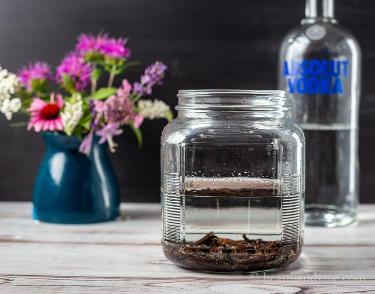 Vanilla beans and vodka in a large jar.