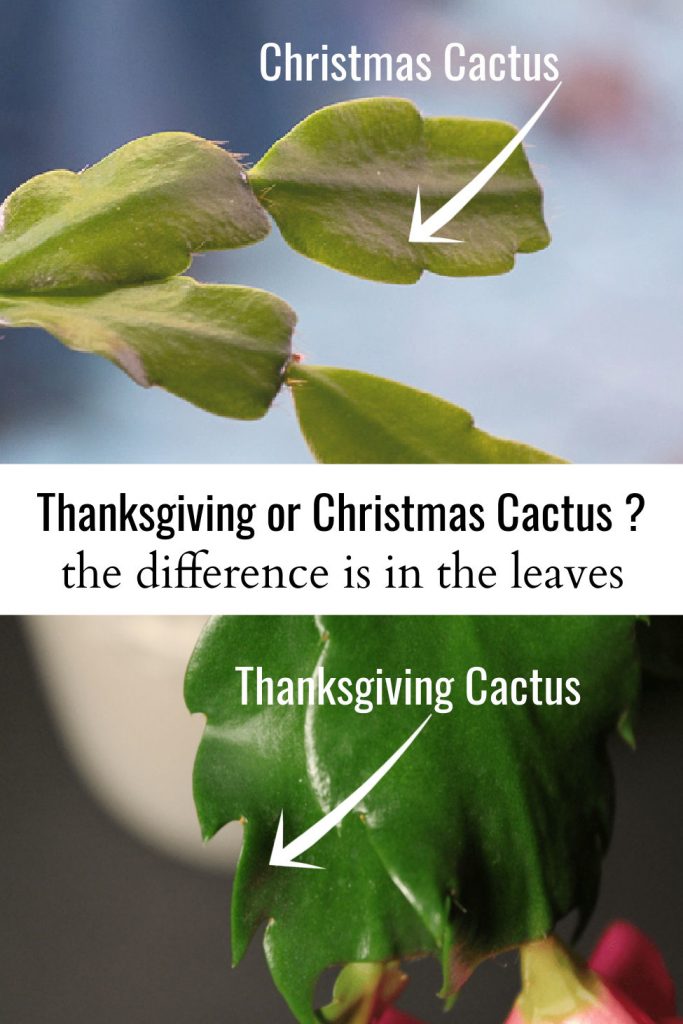 Thanksgiving cactus leaves and Christmas cactus leaves.