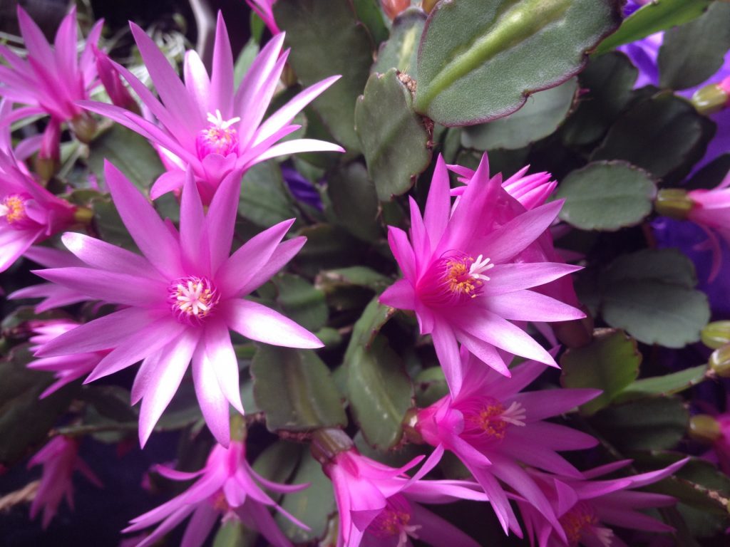 Easter Cactus with star like pink blooms.