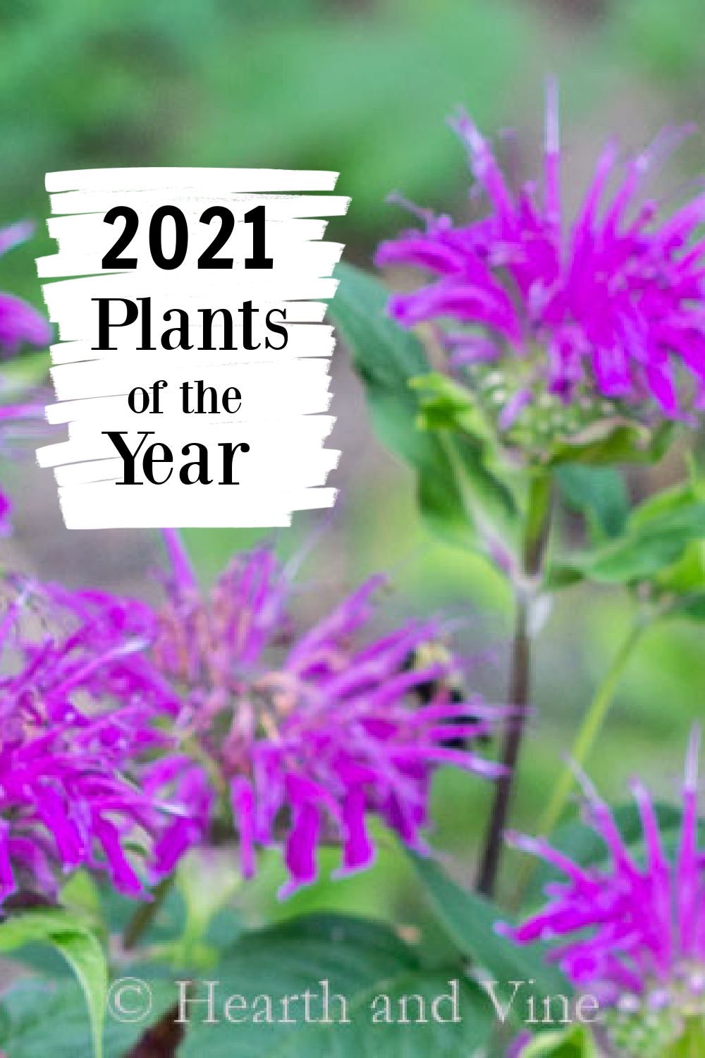 2021 Plant of the Year Winner Great Choices for the Garden