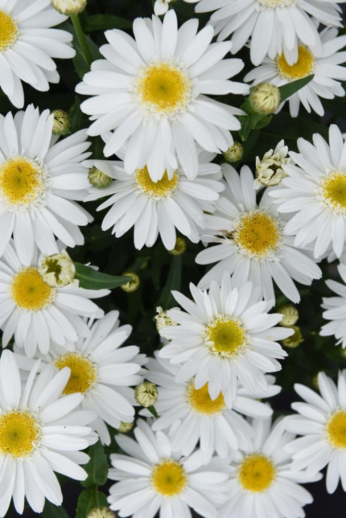 AAS Winner - Leucanthemum Sweet Daisy Birdy 