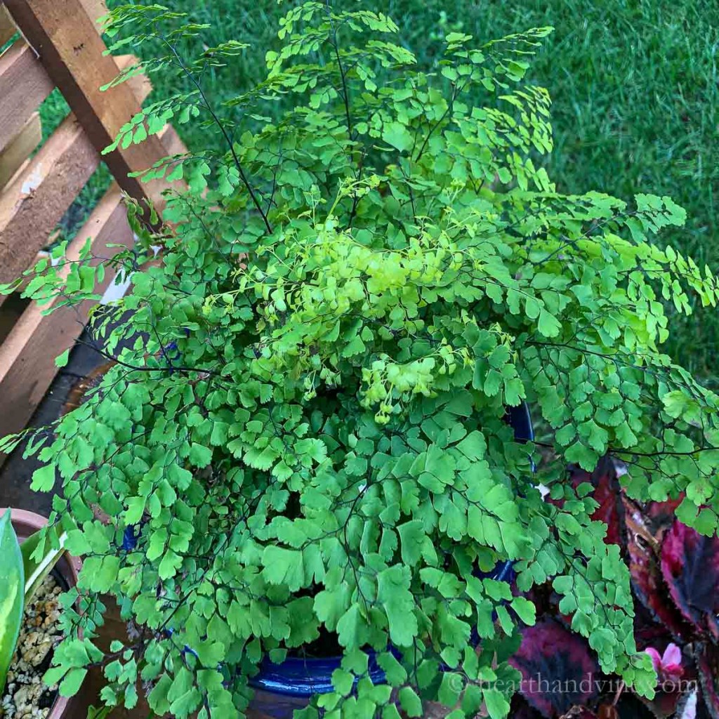 Maidenhair fern growing outside.