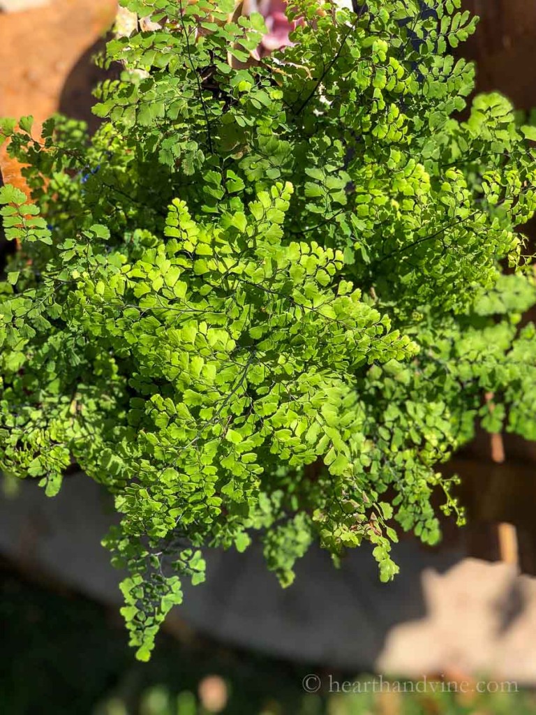 Maidenhair fern in the summer.