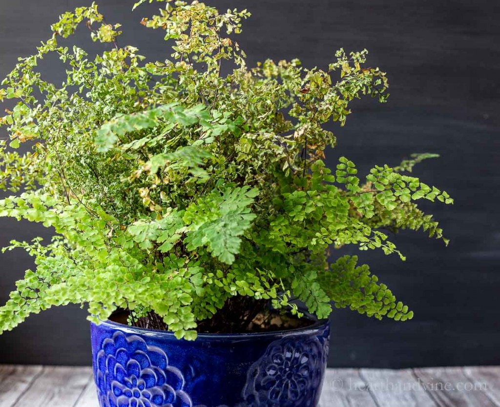 Maidenhair fern browning from moving inside.