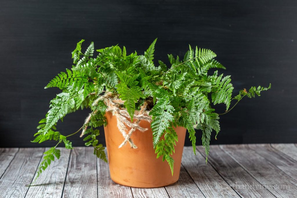 Rabbit's foot fern in a clay pot.