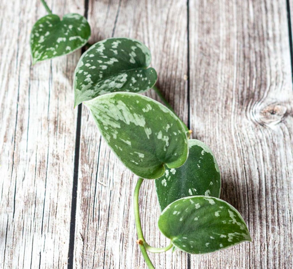 Silvery Anne Pothos