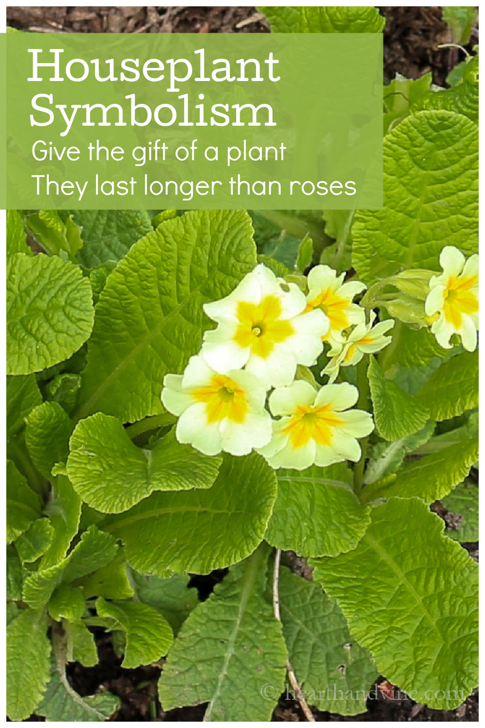 Houseplant Symbolism For Love, Luck, Health & Happiness