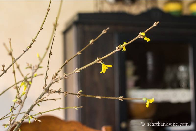 Forsythia branches just starting to bloom indoors.