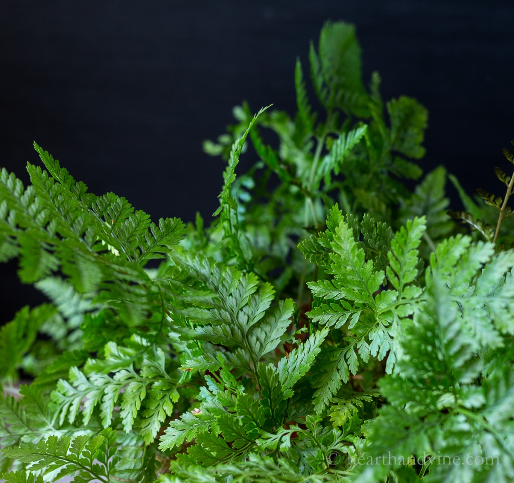 Rabbit's Foot Fern foliage.