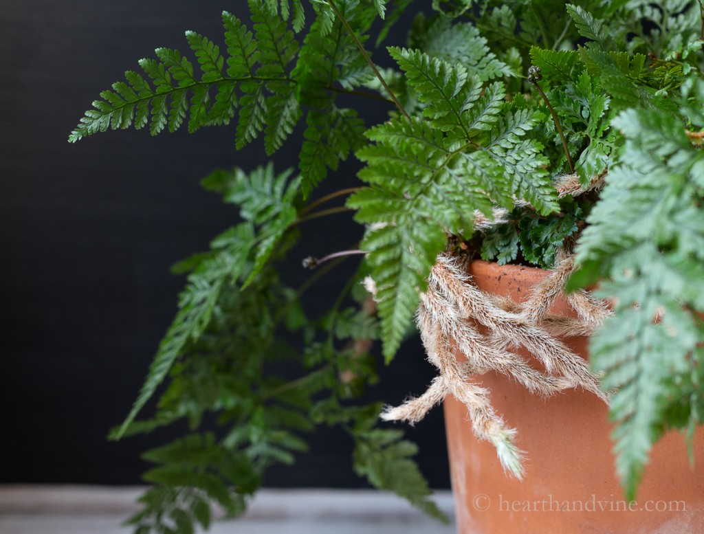 Rabbit's Foot Fern furry rhizomes