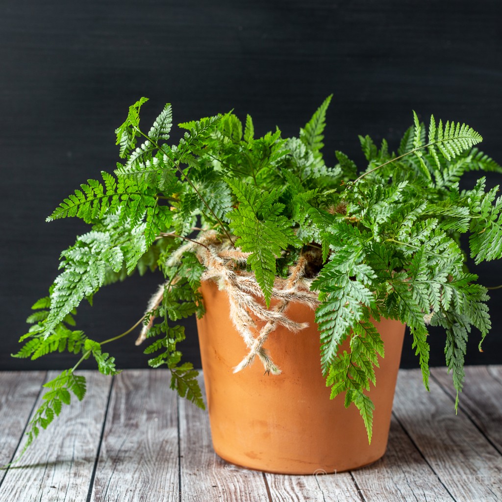 Rabbit's Foot Fern in a clay pot.