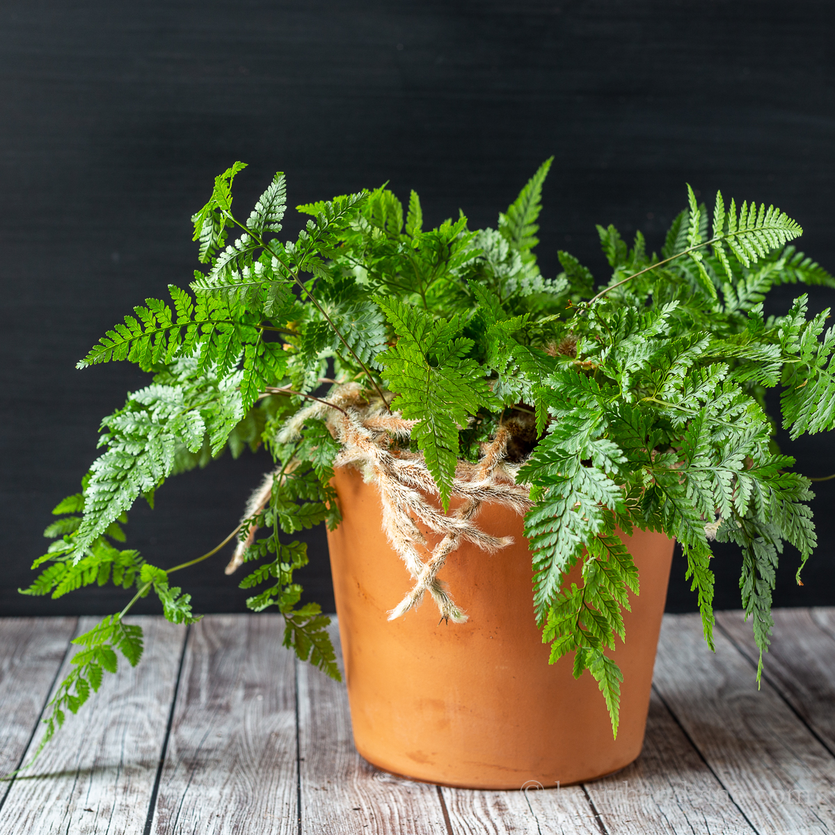 Rabbit's foot fern in a clay pot.