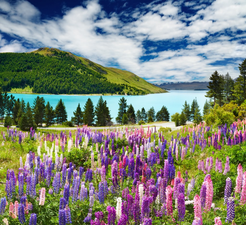 Landscape image of a lake with mountains in the background and a field of purple and pink flowers in the foreground.