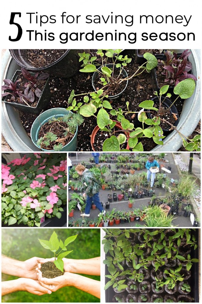 Collage of plants pictures. One of little pots, one of a flat of impatiens, one of pots in a nursery, one of seed pots and one of two hands sharing a plant.