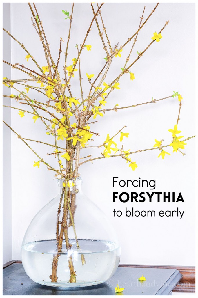 Blooming forsythia branches indoors in a demijohn type vase.