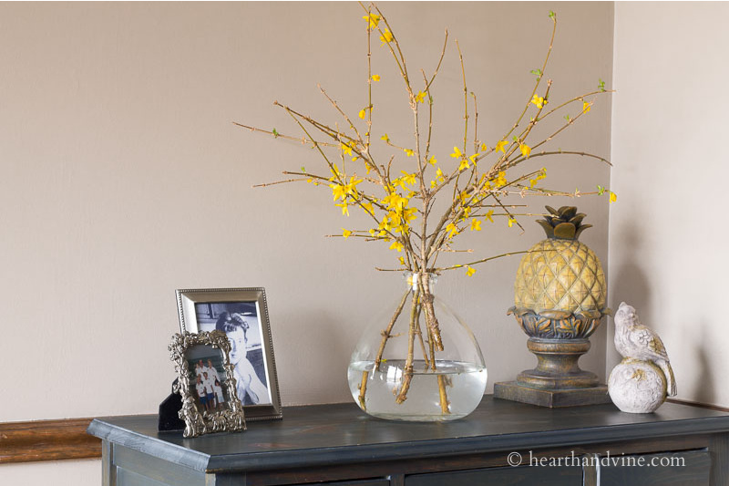 Forsythia branches in a large jug vase on a chest in bloom.