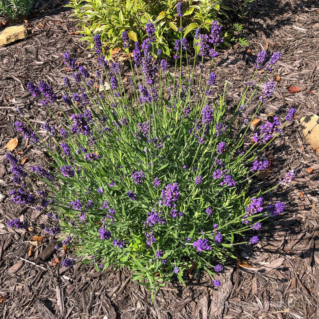 Lavender Sweet Romance in the garden.