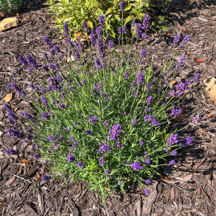 French Lavender vs English Lavender Varieties & How to Grow