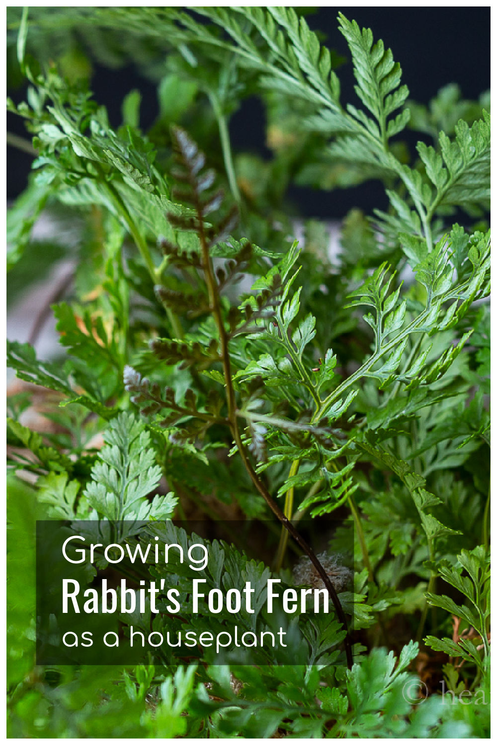 Growing Rabbit's Foot Fern A Not So Finicky House Fern